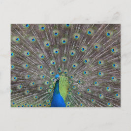 Mooie Peacock Briefkaart