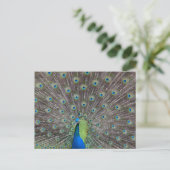 Mooie Peacock Briefkaart (Staand voorkant)