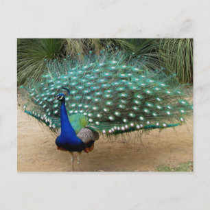 Mooie Peacock Briefkaart
