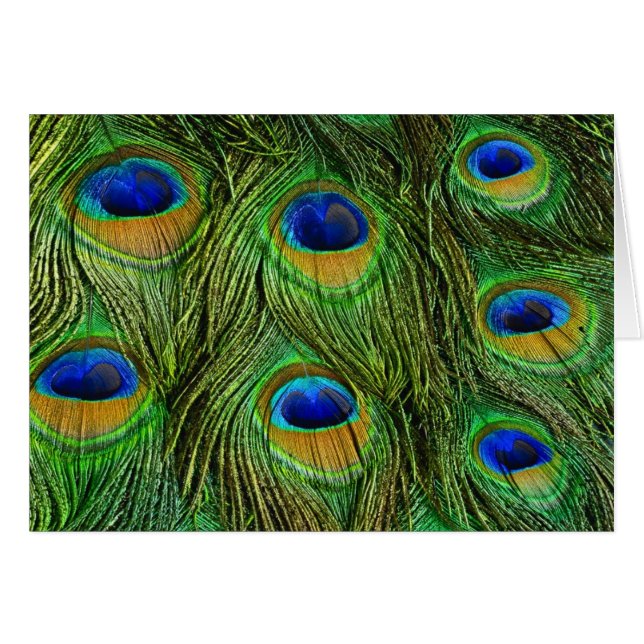 Mooie Peacock Feathers (Voorkant Horizontaal)