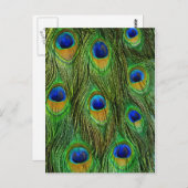 Mooie Peacock Feathers Briefkaart (Voorkant / Achterkant)