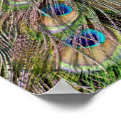 Mooie Peacock Feathers Poster (Hoek)