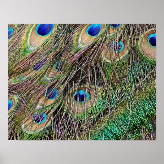 Mooie Peacock Feathers Poster (Voorkant)