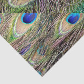 Mooie Peacock Feathers Tissuepapier (Detail)