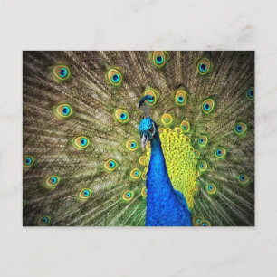 Mooie Peacock-foto Briefkaart
