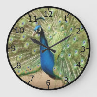 Mooie Peacock