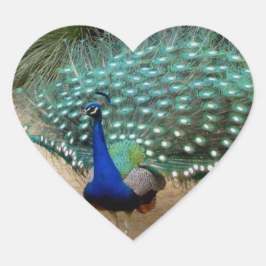 Mooie Peacock Hart Sticker (Voorkant)