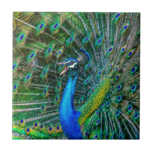 Mooie Peacock met open veren Tegeltje