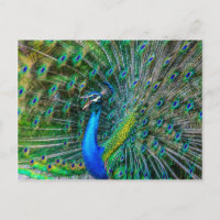 Mooie Peacock met zijn Tail Feathers Open