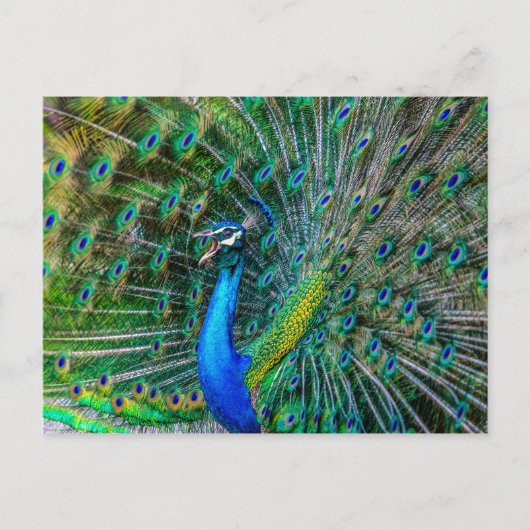 Mooie Peacock met zijn Tail Feathers Open Briefkaart (Voorkant)