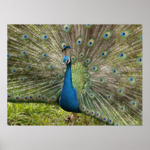 Mooie Peacock Poster