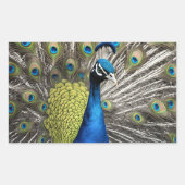 Mooie Peacock Rechthoekige Sticker (Voorkant)