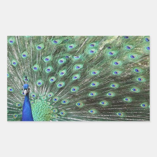Mooie Peacock-stickers Rechthoekige Sticker (Voorkant)