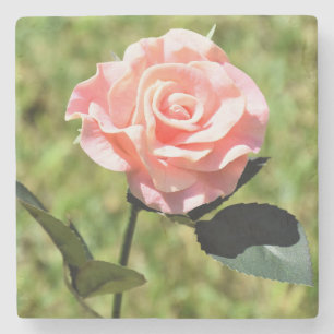 Mooie Perfecte Roze Roos Bloem Stenen Onderzetter