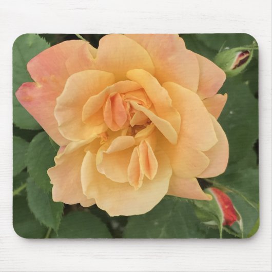 Mooie perzik gekleurde Rozen Muismat (Voorkant)