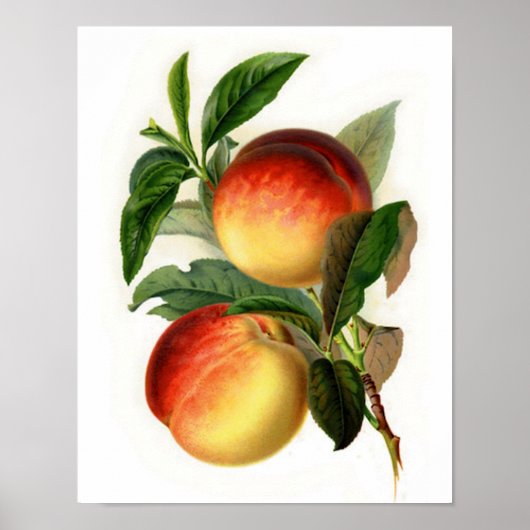 Mooie Perziken Poster (Voorkant)