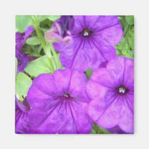 Mooie Petunia magneet