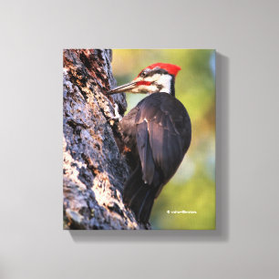 Mooie pileated Woodpecker op de boom Canvas Afdruk