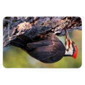 Mooie pileated Woodpecker op de boom Magneet (Horizontaal)