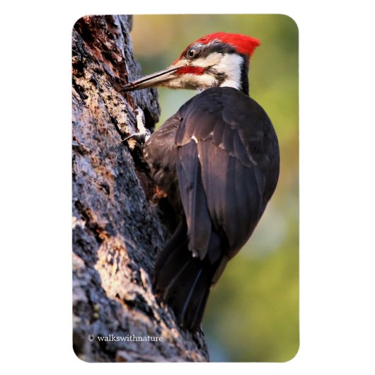 Mooie pileated Woodpecker op de boom Magneet (Verticaal)
