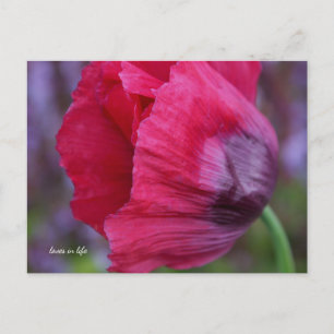Mooie PiNk & Paarse Poppy Flower Briefkaart