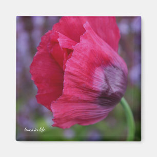 Mooie PiNk & Paarse Poppy Flower Magneet