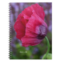 Mooie PiNk & Paarse Poppy Flower