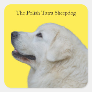 Mooie Polish Tatra Sheepdog Ras Sticker
