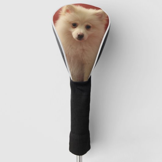 Mooie Pomeranian hond Golfheadcover (Voorkant)