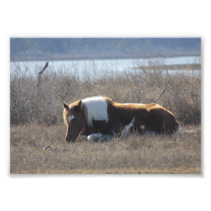 Mooie pony foto. foto afdruk
