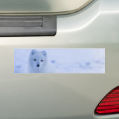 Mooie poolvos bumpersticker (Op auto)