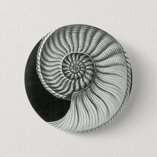 Mooie potloodtekening van Amaltheus ammoniet Ronde Button 5,7 Cm