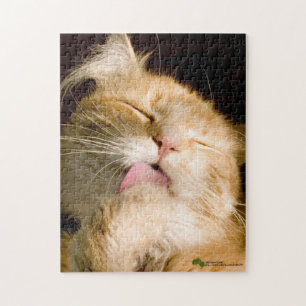 Mooie prediking Maine Coon sluit foto's op Legpuzzel