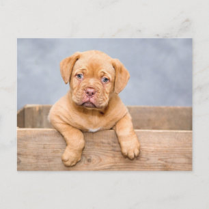 Mooie puppy hond postkaart