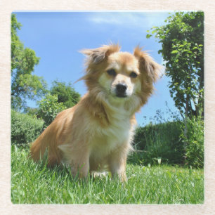 Mooie puppy in de tuin foto glazen onderzetter