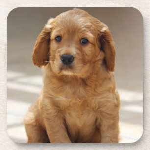 Mooie Puppy Portret Foto Bier Onderzetter