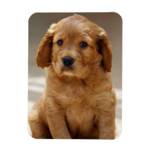 Mooie Puppy Portret Foto Magneet