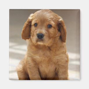 Mooie Puppy Portret Foto Magneet