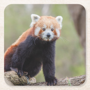 Mooie Red Panda op een filiaal Vierkante Kartonnen Onderzetter