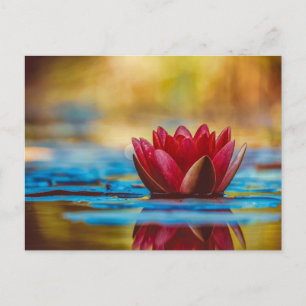 Mooie Red Water Lily Briefkaart
