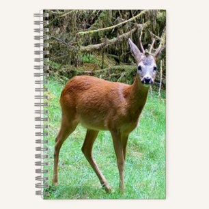 Mooie Reeënbok Mannetje Landelijk Landschap Dier Notitieboek
