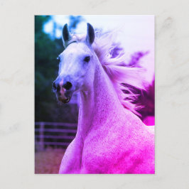 Mooie regenboog gekleurde Arabische paardenmerrie  Briefkaart