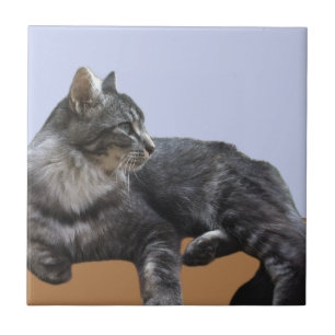 Mooie, relaxende kat tegeltje