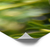 Mooie Robin Poster (Hoek)