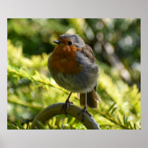 Mooie Robin Poster