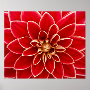 Mooie rode dahlia poster