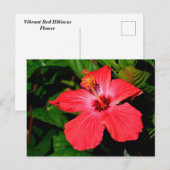 Mooie rode hibiscus bloem briefkaart (Voorkant / Achterkant)