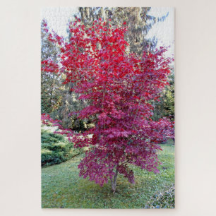 Mooie Rode Maple-boom Legpuzzel