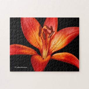 Mooie Rode Oranje Asiatische Lily Gran Paradiso Legpuzzel