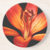 Mooie Rode Oranje Asiatische Lily Gran Paradiso Zandsteen Onderzetter (Voorkant)